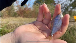 琵琶湖水系のタナゴ釣り‼️