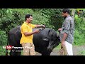 ep 73 നാടൻ പോത്തിന്റെ സ്നേഹം 🐃 അപ്പു appu buffalo my dream world kerala_round_up