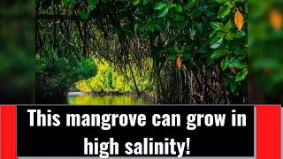 Do you know this surprising discovery of a Mangrove tree ?- UPSC Environment | VK IAS