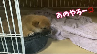 母犬に本噛みされて自宅に帰ってふてくされる柴犬の子犬！生後29日目。