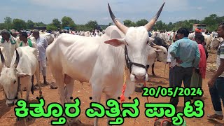 Kittur Bulls Market ||| ಕಿತ್ತೂರ ಎತ್ತಿನ ಪ್ಯಾಟಿ ||| Every Monday Morning Bazor |||