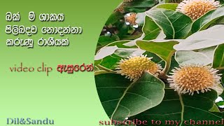 බක් මී ශාකය(Nuclea Orientalis) පිලිබඳව නොදන්නා කරුණු රාශියක්