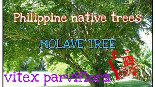 MOLAVE/MULAWIN | TUGAS TREE