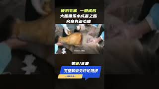 (Panda)受伤被扒毛裤，一脱成名，大熊猫乐水成名之路，究竟有多心酸？(part2/3) #shorts  #panda  #animals