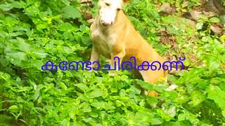 നായ ചിരിക്കുന്നത് ആദ്യമായി കാണാം 🐕🐕🐕🐕🐶🐶🐶🐶