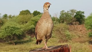 Teetar ki voice || teetar ki awaz || grey francolin bird