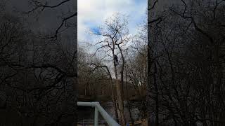 Timelapse take down. #treework #arborist #arbortec #treeclimbing