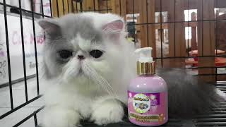 แชมพู #barbiecat สูตรลดความมันของขน ขนร่วง แห้งก้าน และคราบเหลือง