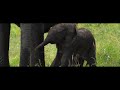 हाथियों के शांत जीवन की कठोर कहानी। life of masatu elephant hindi documentary