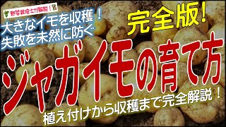 ジャガイモの上手な育て方（植え付けから収穫までを完全解説）ジャガイモ栽培方法のコツとポイントが分かる！