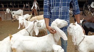 अच्छी नस्ल की सभी बकरी सस्ते दामों में |Taj Goat farm INDORE malwa patira Hyderabadi Panjabi female