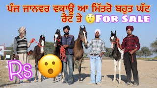 ਪੰਜ ਜਾਨਵਰ ਵਿਕਾਊ ਆ || for sale || shokeen sidhu || 2024