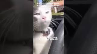 İngilizce Hocası #keşfet #komik #video #ingilizce #cat #funny #kedi