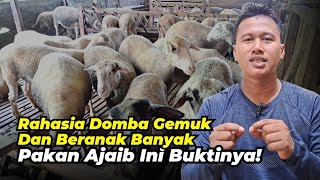 Rahasia Pakan Domba Gemuk dan Beranak Banyak | @AGROTV9