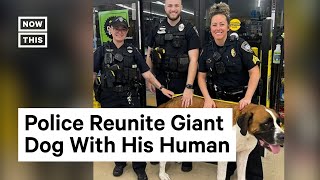 Police Remove Giant Dog From Store in Florida