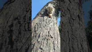 the cute chipmunk #shorts #youtube #videos