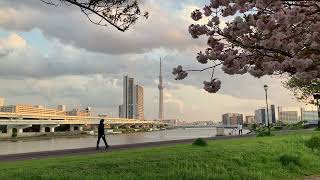 東京スカイツリー　雲の流れ　☆　隅田川　白鬚橋　♬　汐入公園　八重桜！　桜　✿　さくら　☆　Tokyo skytree　Shioiri park Sakura ♪　2022年 4月16日