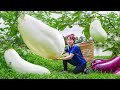 Harvesting Giant Eggplants (The biggest eggplant I've ever seen) - Goes to market sell