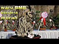 Bonsai Made In Bali Kibarkan Bendera Merah Di Kelas Prospek Small