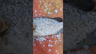 Amazing big live black kural aish cleaning #shorts #viralvideo #kural #fishcuting #fish #fishing