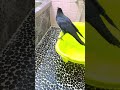 近くに居たくて仕方ない甘えん坊カラス カラス crow corvus 寂しがり屋 保護カラス かわいい 日常 まったり 甘えん坊