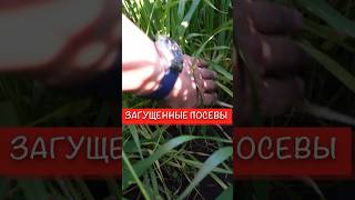 Загущенные посевы пшеницы! Проблемы? #агрономиядлявсех #агроном #farming #agriculture #поля