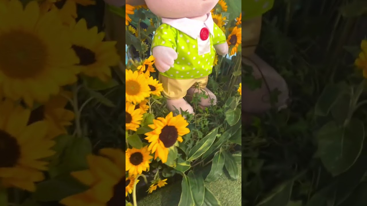 SUNFLOWER #beautiful #shortvideo #shorts#shortsfeed - YouTube