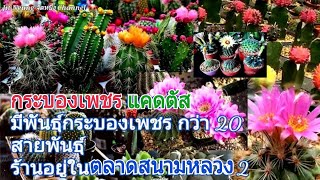 ร้าน กระบองเพชร แคคตัส มีพันธุ์กระบองเพชร กว่า 20 สายพันธุ์ ร้านอยู่ในตลาดสนามหลวง 2