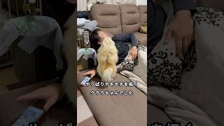 スマホを触ると異常にヤキモチを妬くポメラニアン