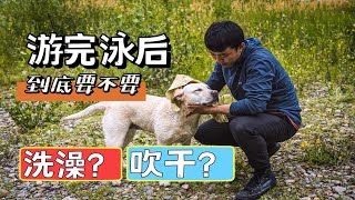 带小狗游完泳后，到底要不要洗澡吹干？