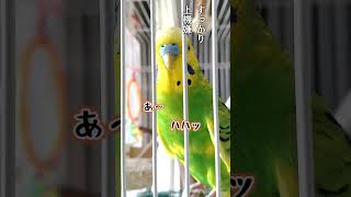 セキセイインコたまきちのご機嫌ナナメが直るまでが早すぎる