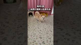 肛門嚢に分泌物が溜まりやすいチワワのゆきちゃん！月に一回指入れられ絞られる😅