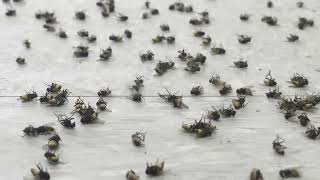Trash Room Fly Control 90 second highlight video