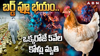 బర్డ్ ఫ్లూ భయం..ఒక్కరోజే 5వేల కోళ్లు మృ*తి | AP On alert Bird Flu | ABN Telugu