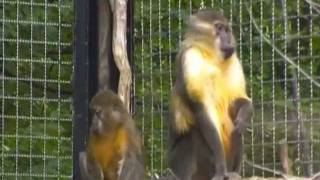 Golden-Bellied Mangabeys at the Cleveland Zoo