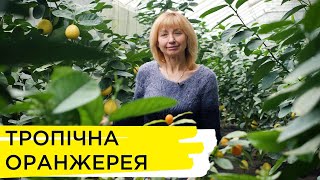 «Лайфсторі»: мешканка села Хотімля вирощує екзотичні фрукти