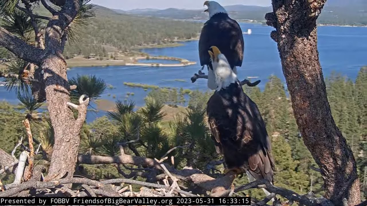 Jackie And Shadow's Love Island FOBBV CAM Big Bear Bald Eagle Live Nest ...