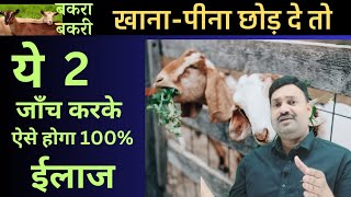 बकरी खाना नहीं खा रही है तो ऐसे जॉच कर के करें इलाज 👌    Goat Care