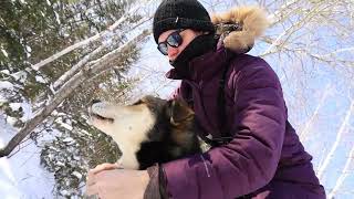 Les aventures d'Élisabeth dans Charlevoix: le traîneau à chiens