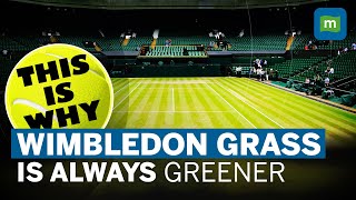 Wimbledon 2023: How Are The Grass Tennis Courts At Wimbledon Maintained?