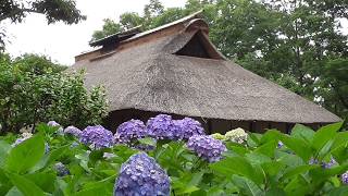 今が見頃の紫陽花 郷土の森あじさいまつり 府中市郷土の森博物館