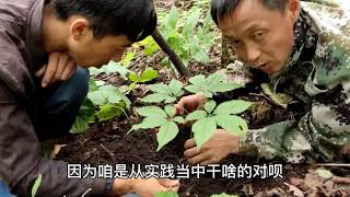 【China Country Show】30多年野生人参出土了，看参形发财了  Wild ginseng, which has been growing for more than 30 years