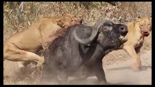 Lion vs Buffalo Real Fight