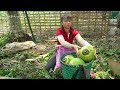 Harvesting Coconut Goes To Market Sell - Take Care Ducks And Chickens  Phuong Free Bushcraft