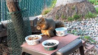 Dave (?) the Squirrel Having Breakfast (11-2-24)