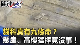 貓科真有九條命！？懸崖、高樓猛摔竟沒事！騰空獵食違反人體工學！？ 關鍵時刻 20170619-7 朱學恒