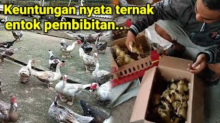 Inilah Keuntungan Menekuni Usaha Ternak Entok Sistem Pembibitan.