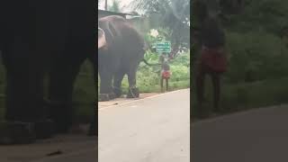 umamaheswaran aana onu idanju.elephent latest attack video..