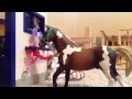 The Competition | Season 1 Part 1 | Schleich Horse Movie