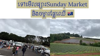 ទៅមើលផ្សារSunday Market និងដើរលេងក្នុងចម្ការនៅអូស្រ្តាលី